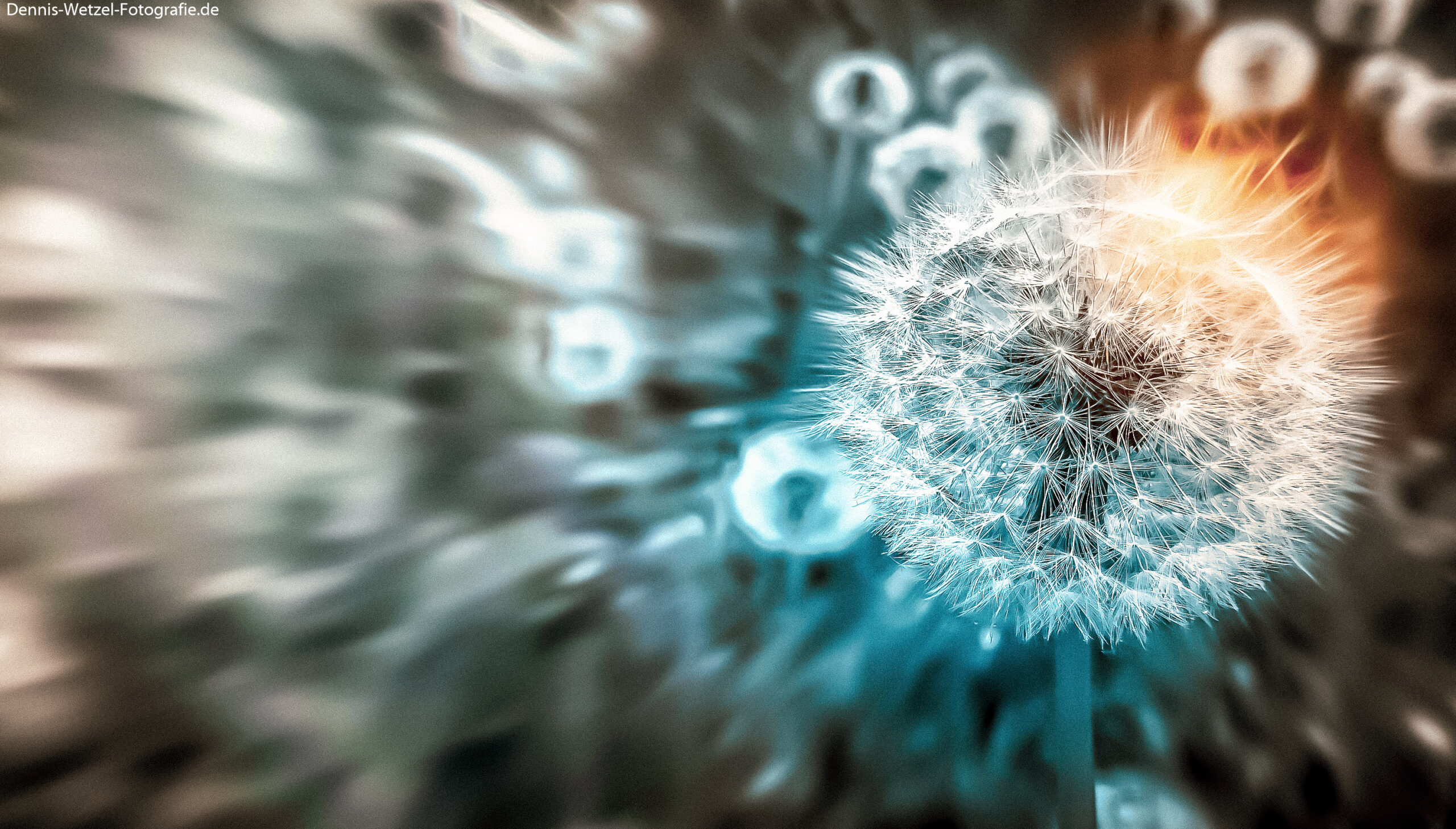 Pusteblume Grafik Design